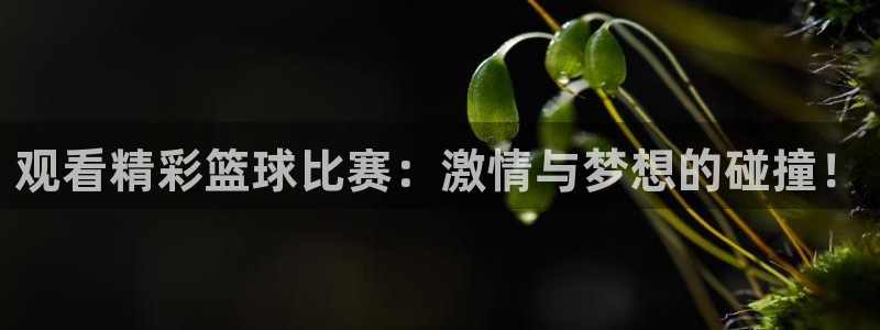 观看精彩篮球比赛：激情与梦想的碰撞！