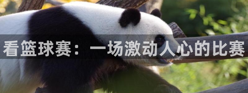 易游eu娱乐官网：看篮球赛：一场激动