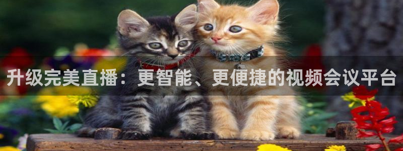 火凤免费观看体育直播：升级完美直播：更智能、更便捷的视频会议平台